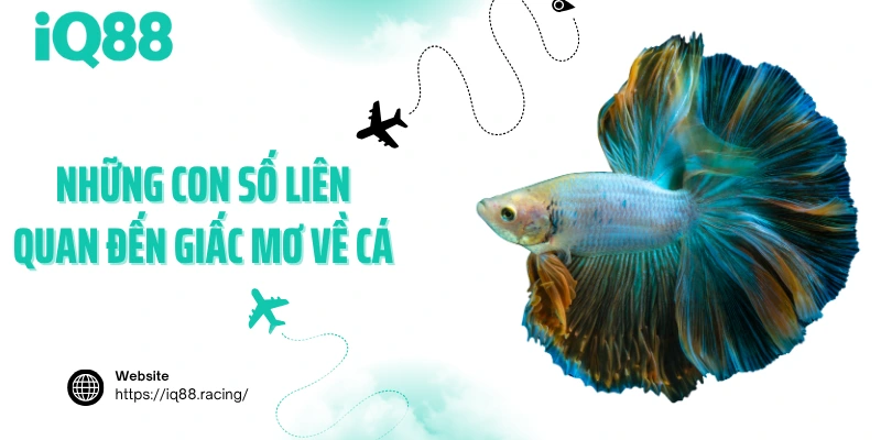 nhung-con-so-lien-quan-den-giac-mo-ve-ca